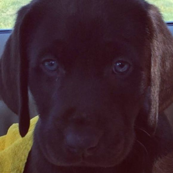 Meet your Posher, Tyler - Picture 1 of 1